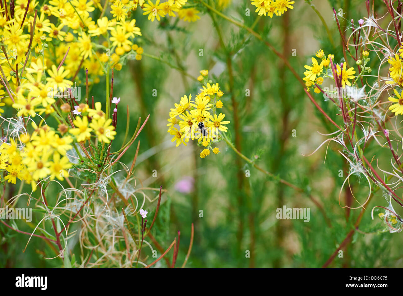 Hover-Fly, Syrphus ribesii, raccogliendo il polline da erba tossica sulla conservazione terreni agricoli. Inghilterra, Regno Unito, 2013. Foto Stock