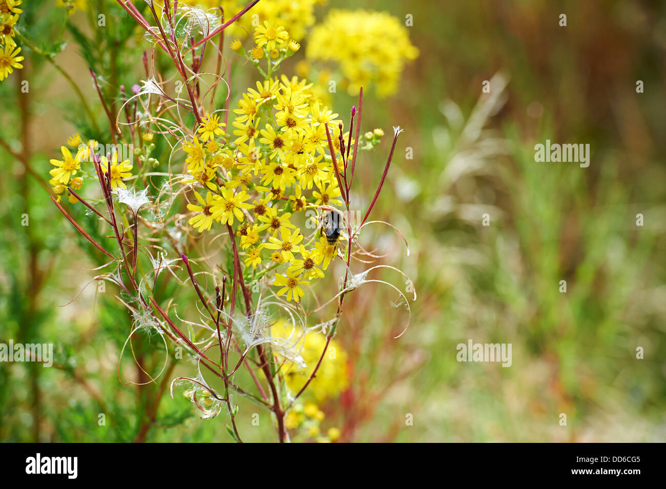 Il miele delle api, Apis mellifera, raccogliendo il polline da erba tossica sulla conservazione di un lato di terra agricola. Inghilterra, Regno Unito, 2013 Foto Stock