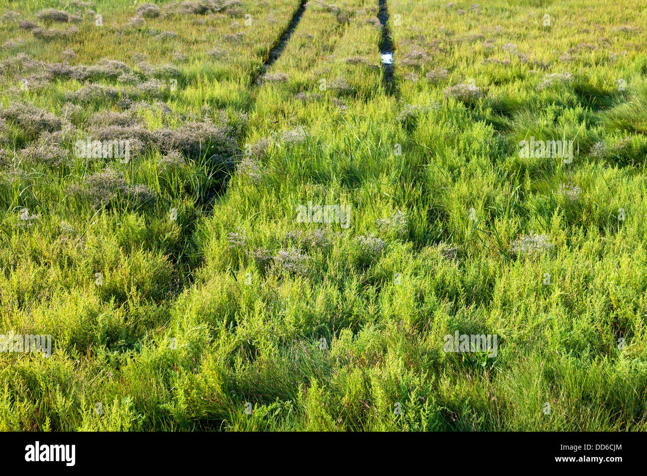 Due solchi di pneumatici in esecuzione attraverso la palude bagnato erba. Foto Stock