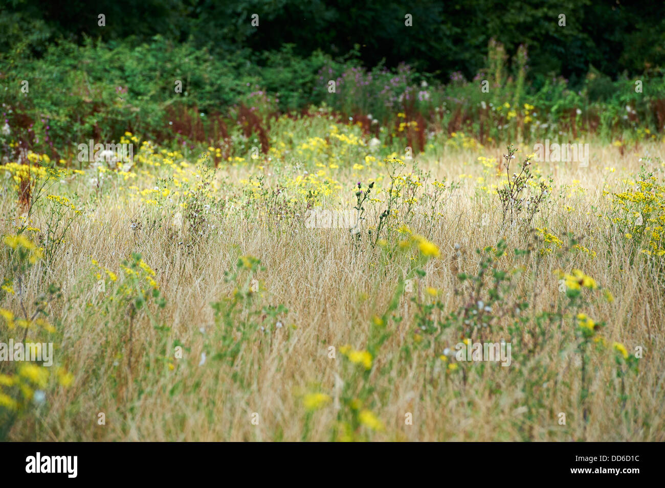 Conservazione di un lato lungo il margine del campo dei seminativi Terreni agricoli. Inghilterra, Regno Unito, Agosto 2013. Foto Stock