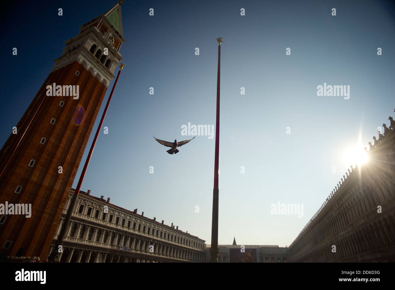 Un piccione volare in Piazza San Marco. Venezia, Italia Foto Stock
