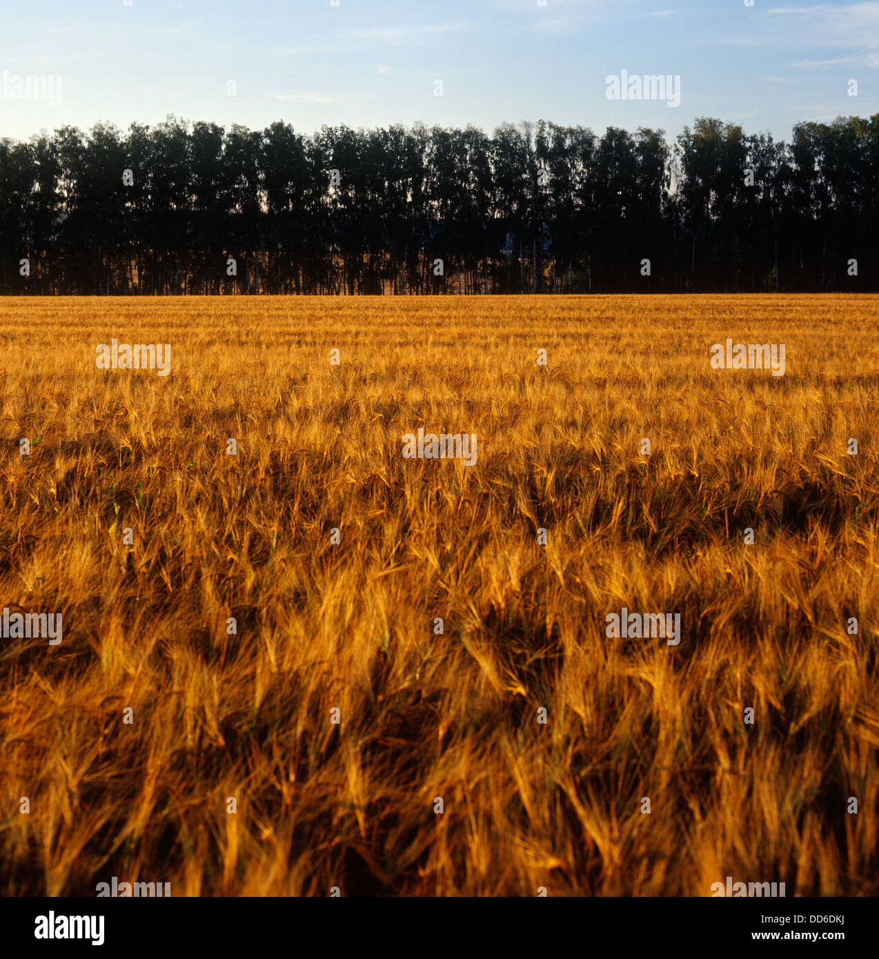 Campo di segale Foto Stock