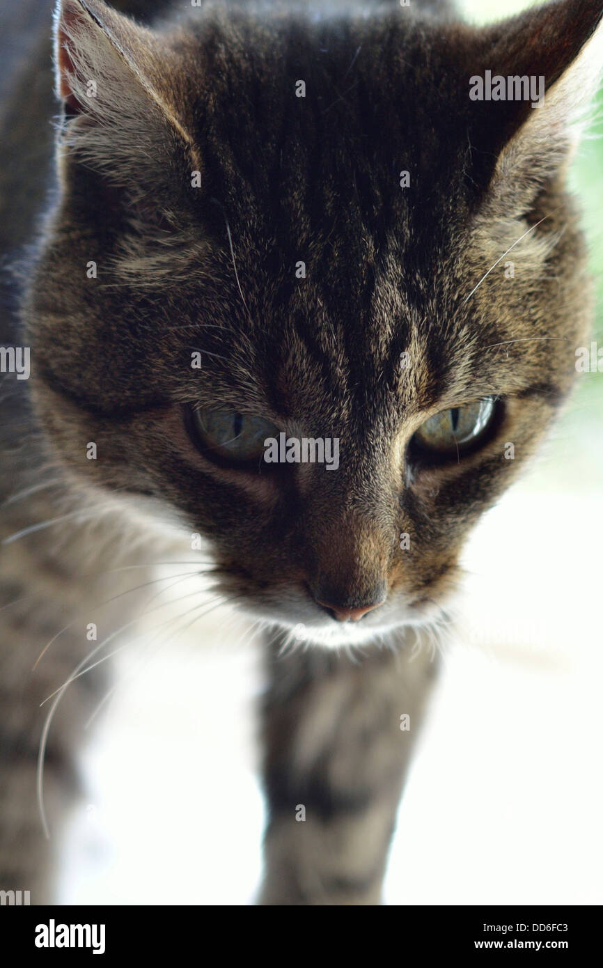 Cat close up stripey marrone Foto Stock