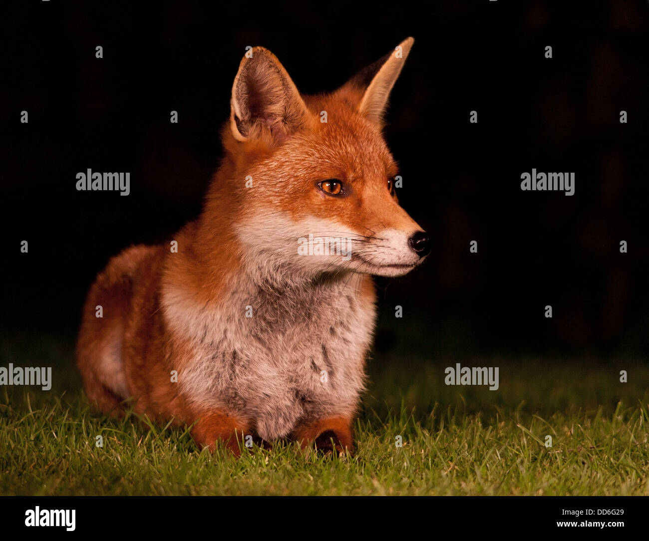 Urban Red Fox in città giardino Foto Stock