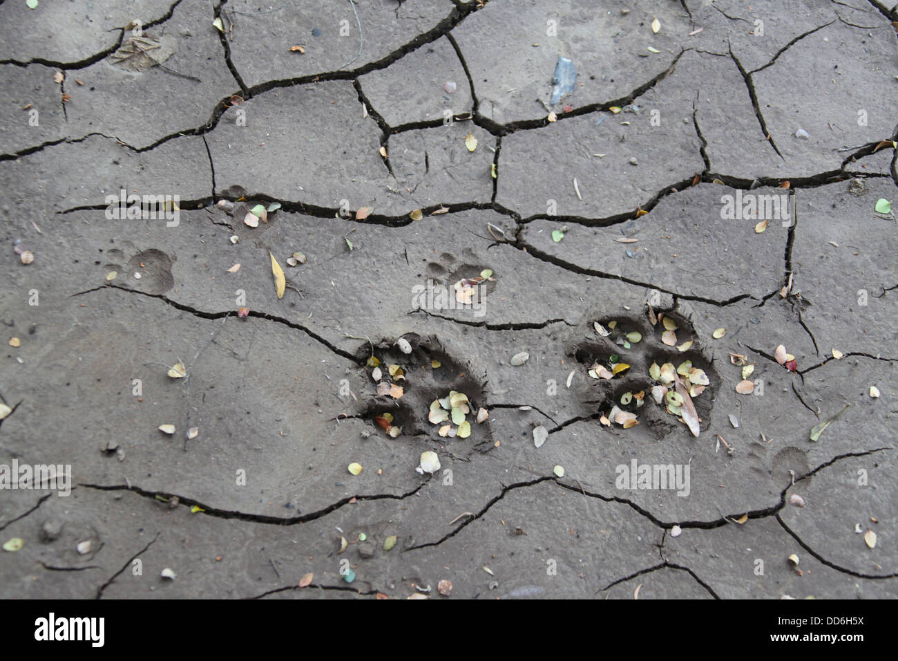 Le tracce degli animali trovati nel fango morbido a lato del fiume selvaggio nel deserto Tarkine Foto Stock