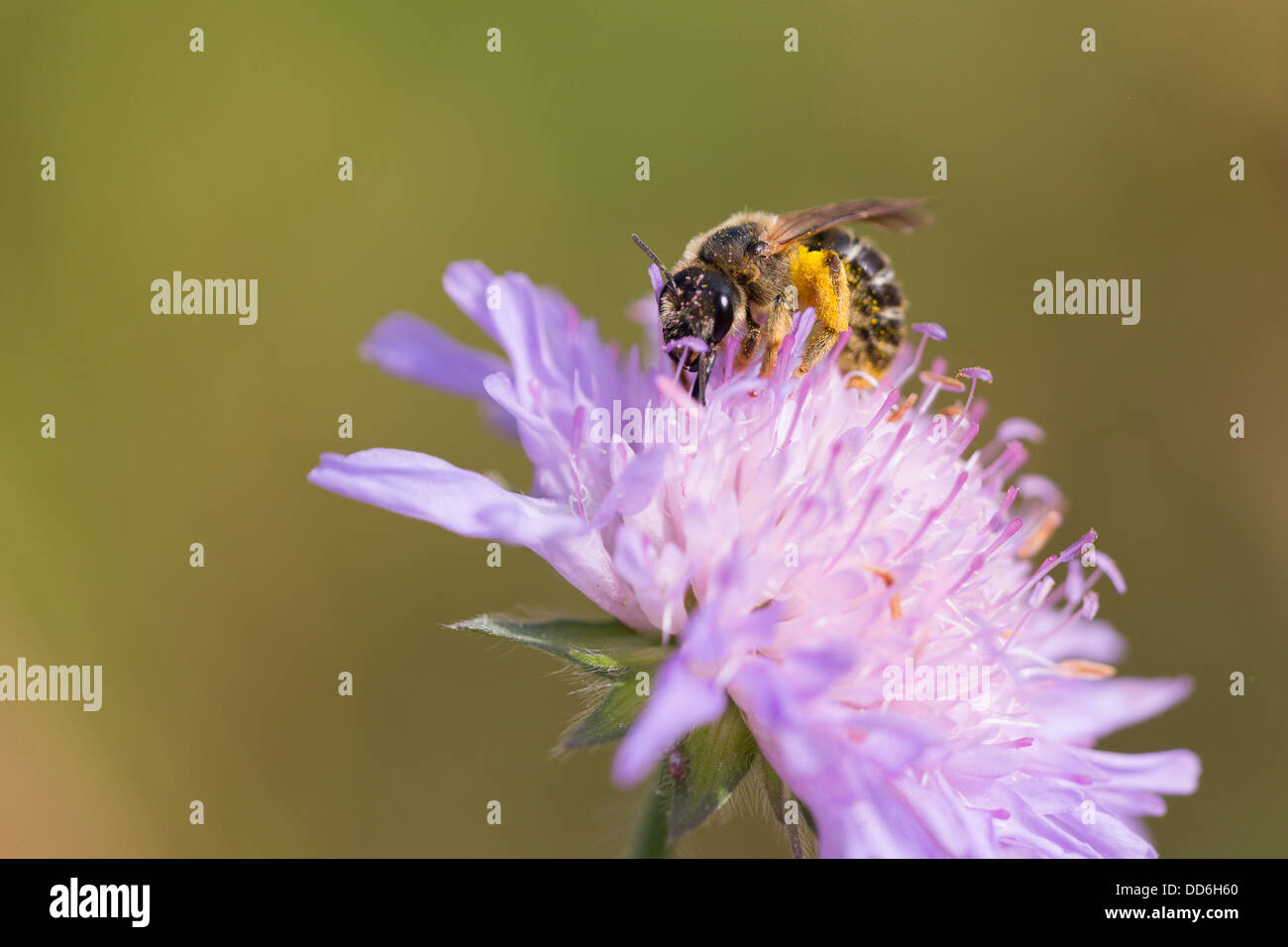 Un miele delle api nectaring su scabious in inizio di mattina di sole sul Col des Fillys nelle Alpi francesi Foto Stock