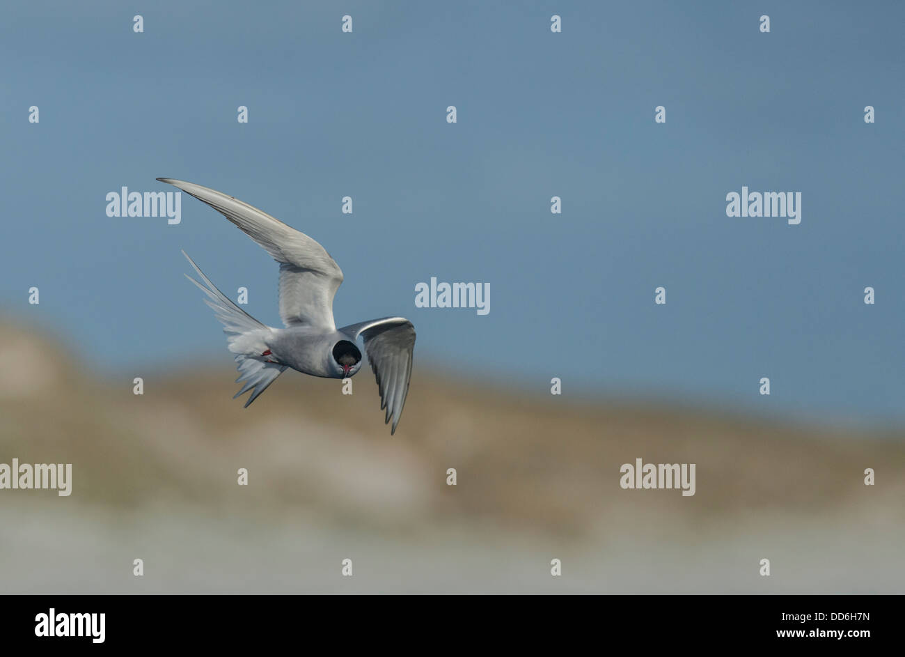 Arctic Tern in volo sul viso Foto Stock