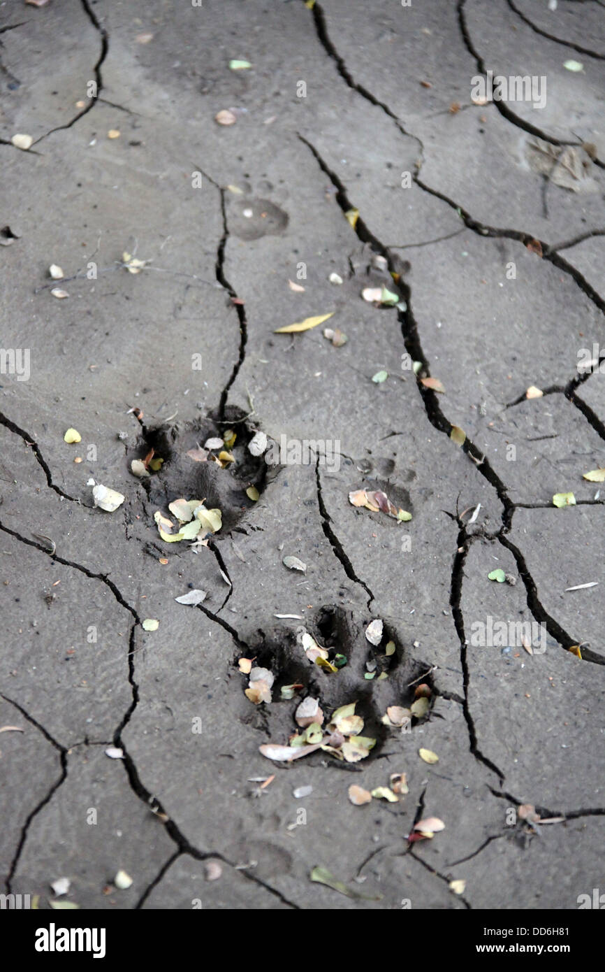 Le tracce degli animali trovati nel fango morbido a lato del fiume selvaggio nel deserto Tarkine Foto Stock
