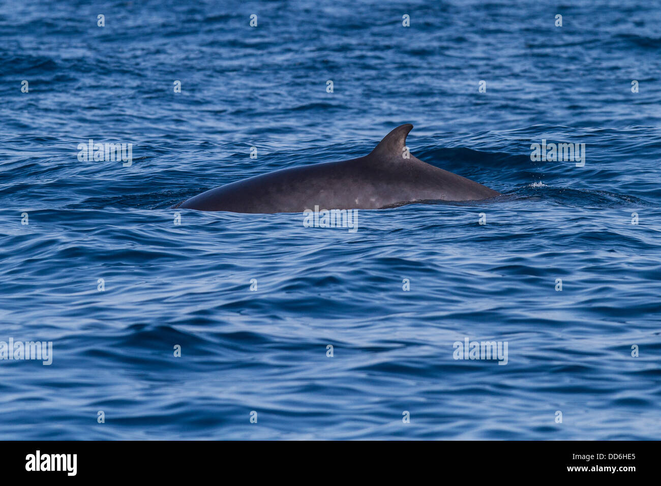 Northern Minke Whale (Balaenoptera acutorostrata) off St Mary's, isole Scilly, Cornwall Foto Stock