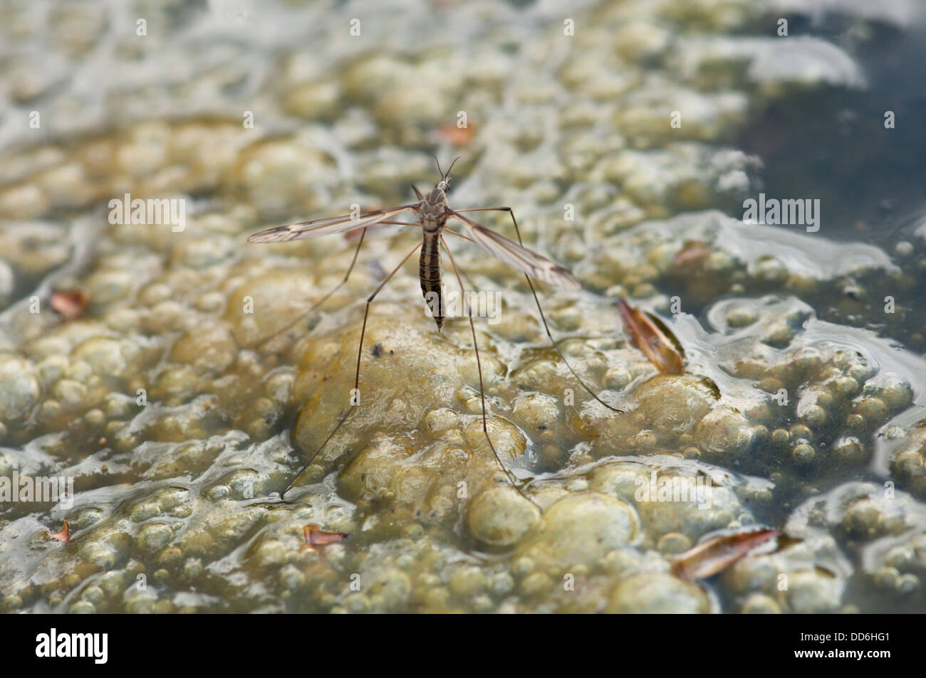 Gru femmina-fly (Tipulidae) uovo-posa sulle alghe nel laghetto in giardino Foto Stock