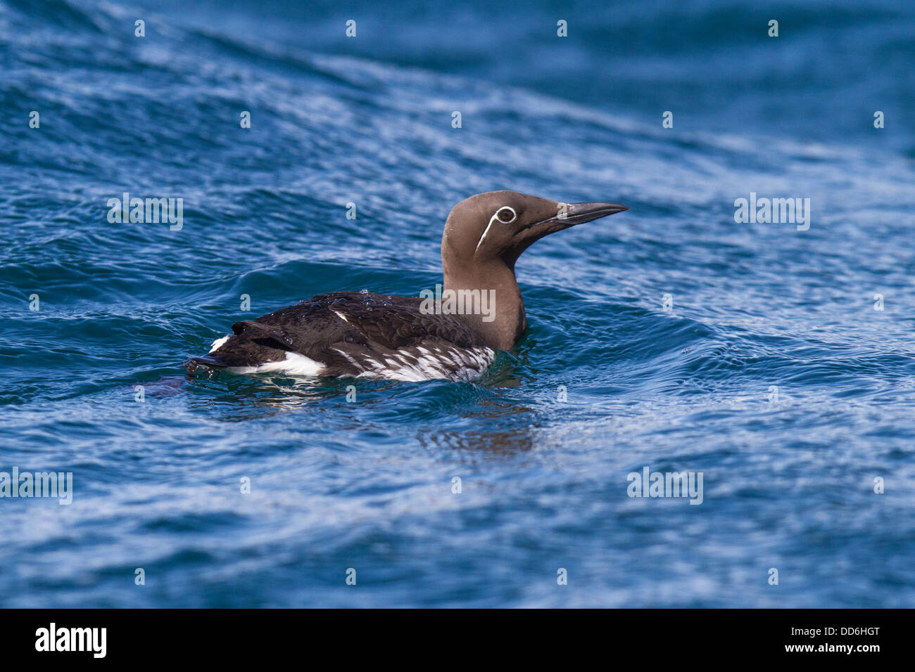 "Imbrigliato' forma di Comune Guillemot (Uria aalge), Isle of Mull, Argyll and Bute, Scozia Foto Stock