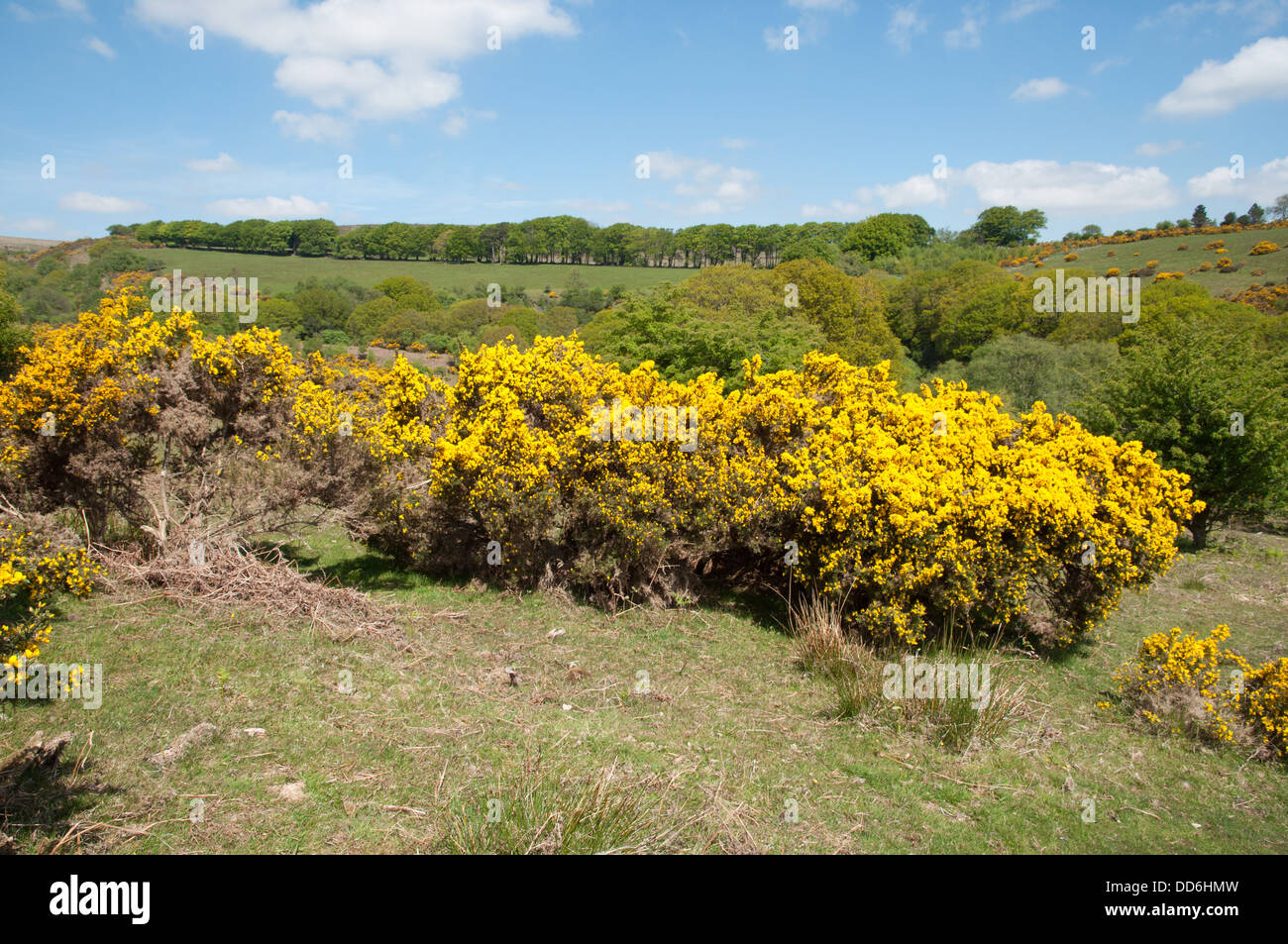 Vivid giallo gorse fiori su boccole sulla collina Pupers a bordo del Dartmoor Foto Stock