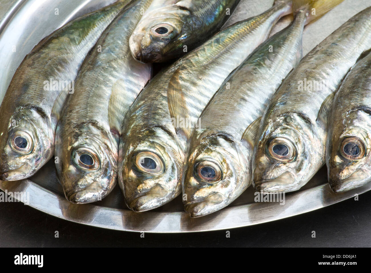 Sgombri, pesce fresco Foto Stock
