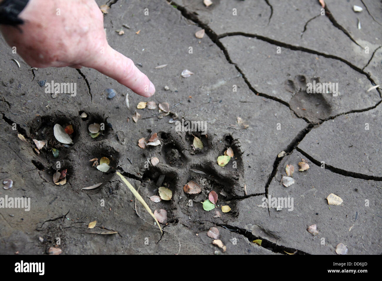 Le tracce degli animali trovati nel fango morbido a lato del fiume selvaggio nel deserto Tarkine Foto Stock