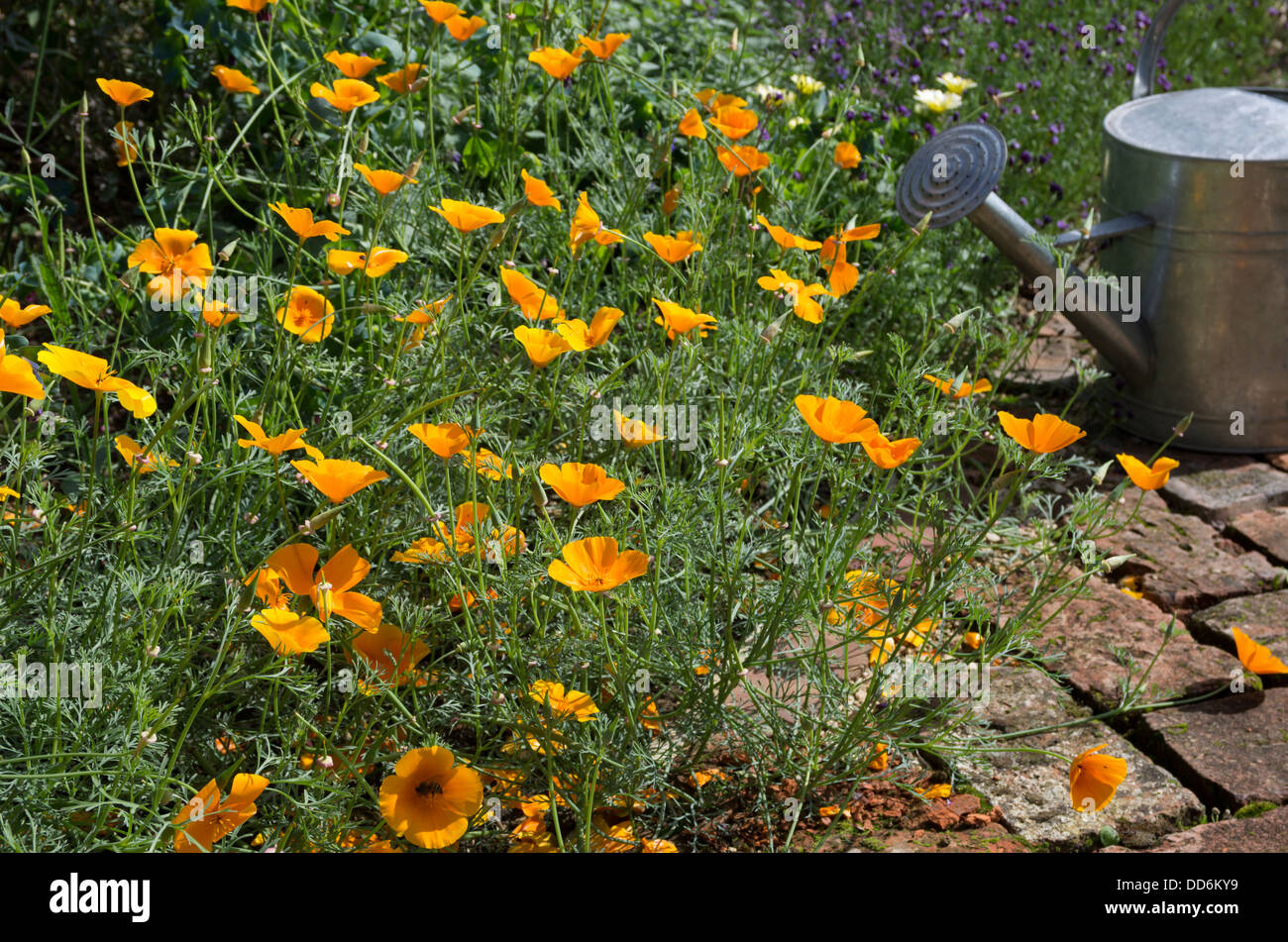 California poppy "Orange King', (Eschscholzia californica). Foto Stock