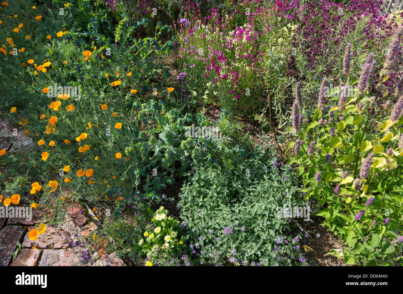 Confine con fiori annuali, California compresa papaveri, Cerinthe, Linaria. Foto Stock