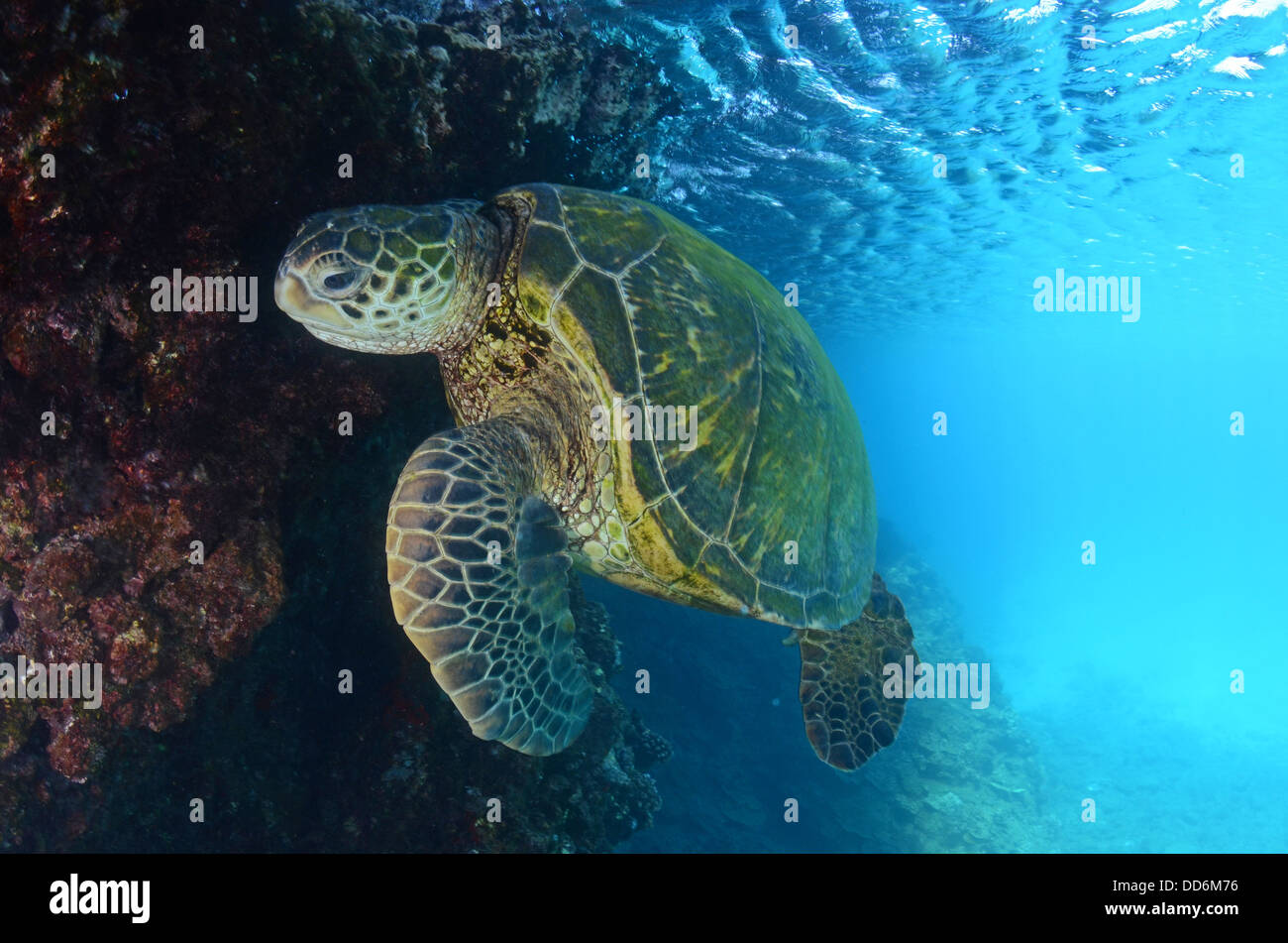 Si tratta di un colpo di Hawaiian tartaruga verde affiorante per un soffio di Maui. Foto Stock