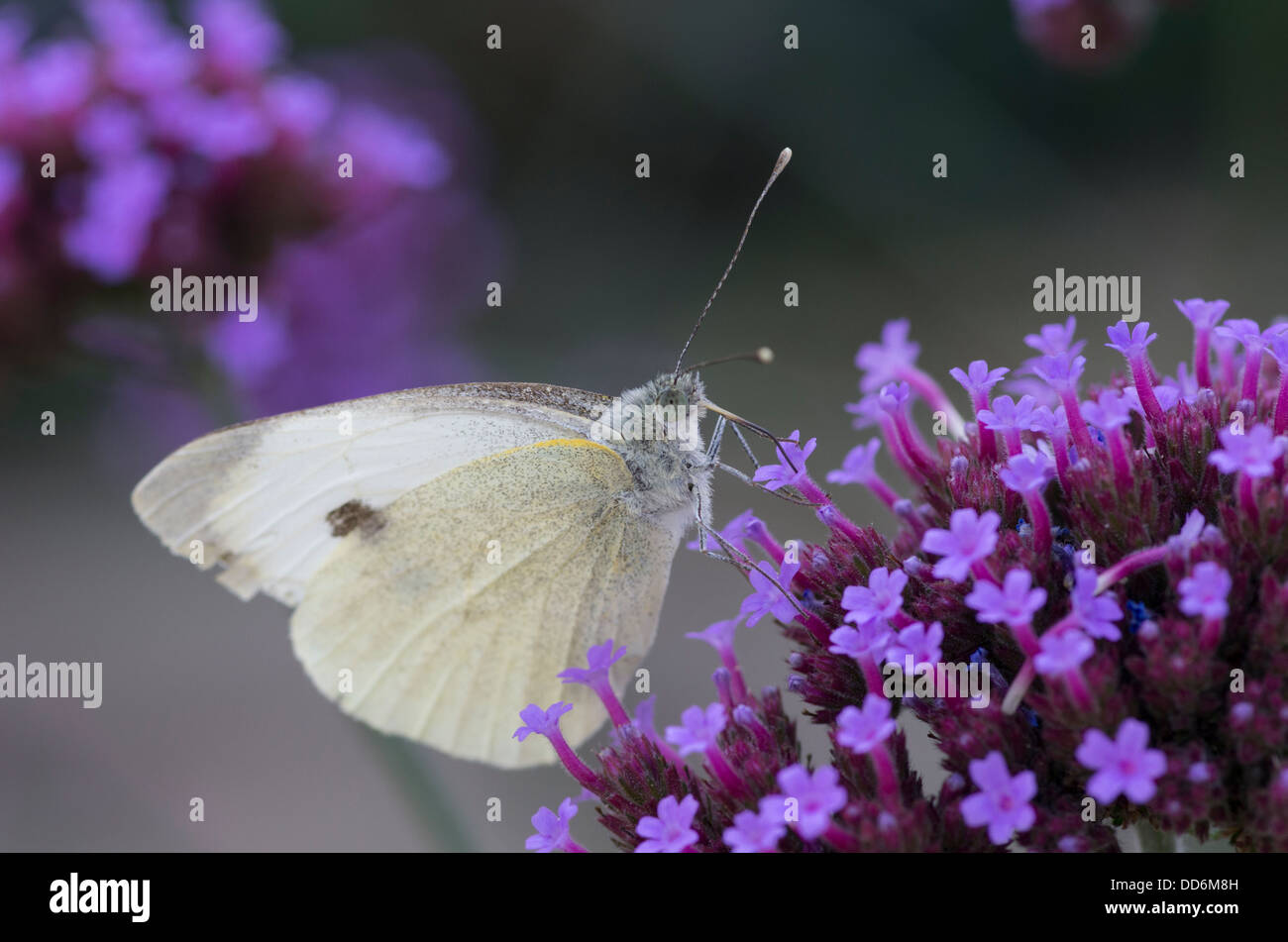 Piccolo cavolo bianco, butterfly Sarcococca rapae, alimentazione. Foto Stock