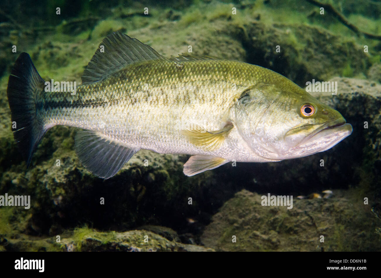 Un Largemouth Bass pesci di acqua dolce, micropterus salmoides, nuota in acqua di una cava abbandonata. Foto Stock