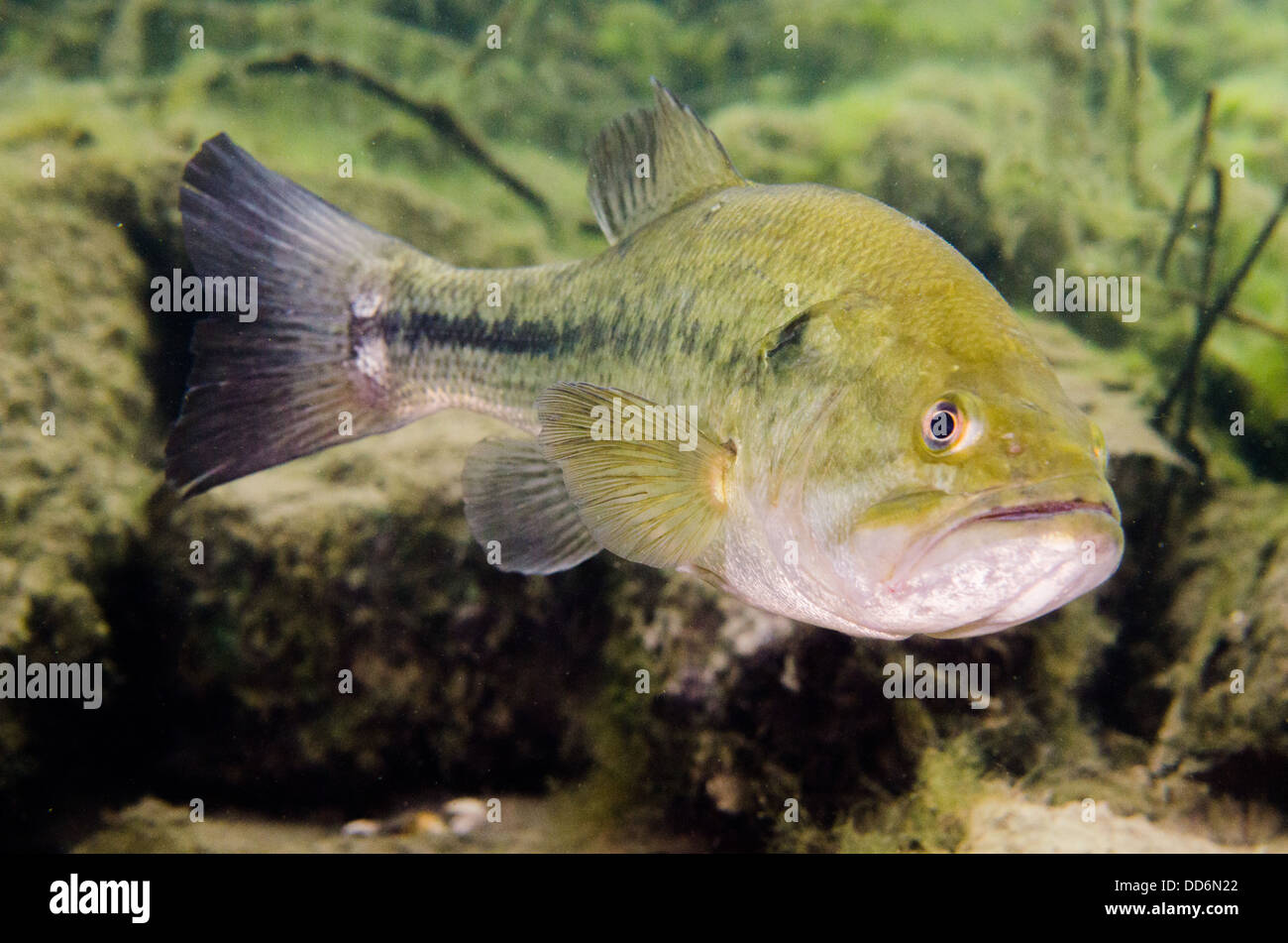 Un Largemouth Bass pesci di acqua dolce, micropterus salmoides, nuota in acqua di una cava abbandonata. Foto Stock