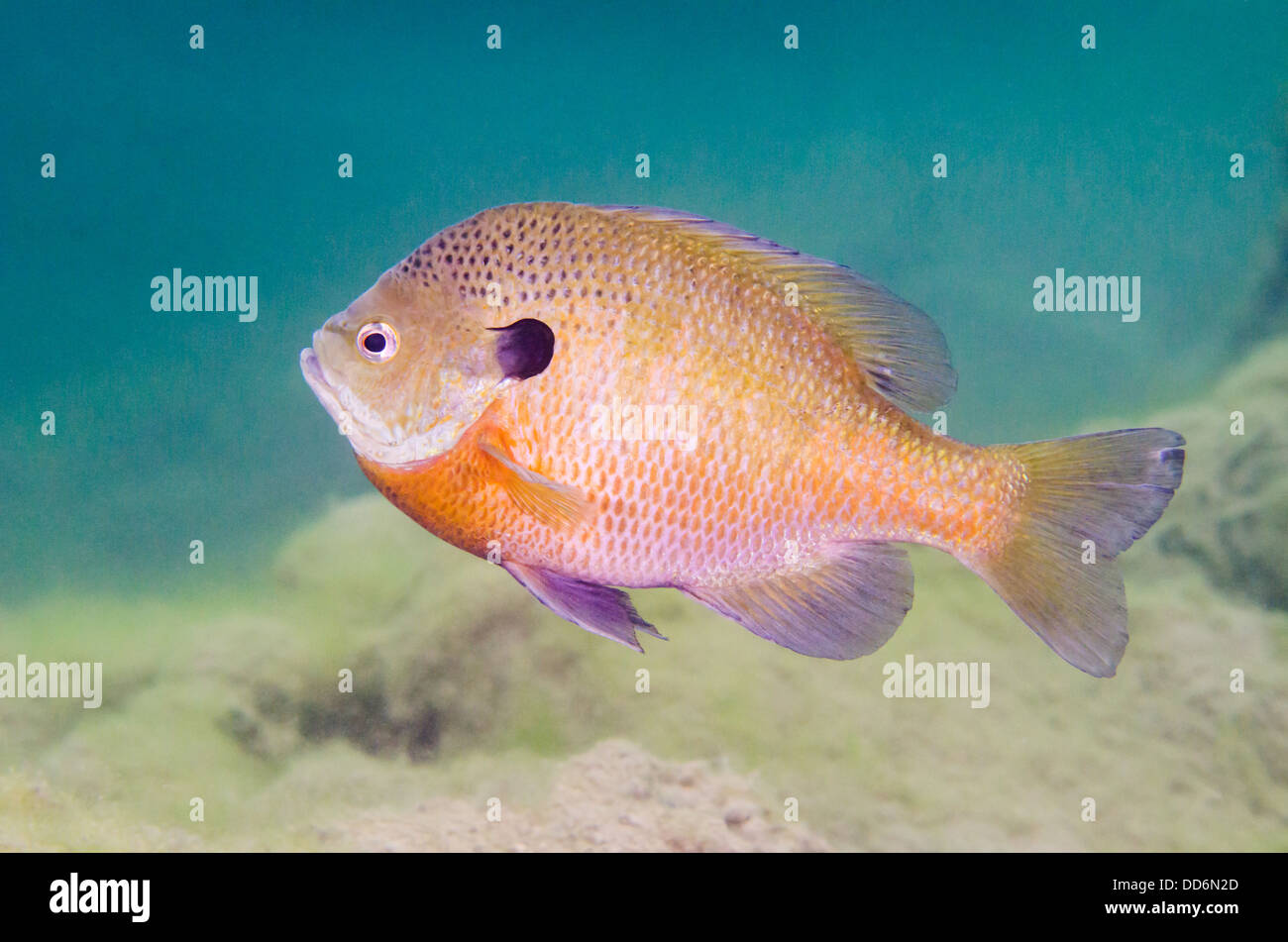 Un Longear Sunfish, Lepomis megalotis, pesce nuota in acqua di una cava abbandonata. Foto Stock