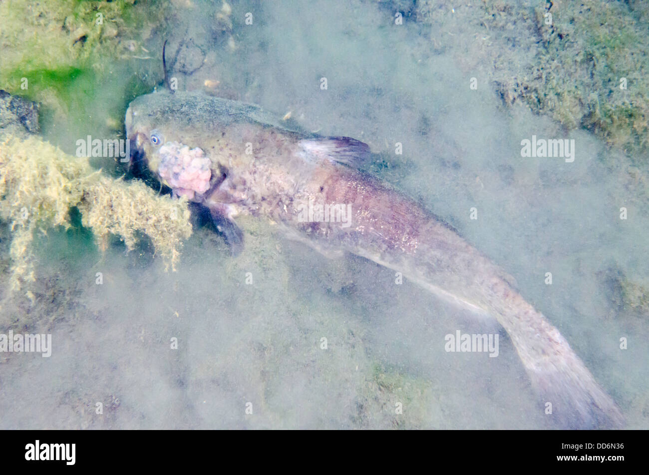 Un Nero paratia pesci di acqua dolce, Ameiurus melas, mostra alcuni tumori caccia la preda nelle acque di una cava abbandonata. Foto Stock