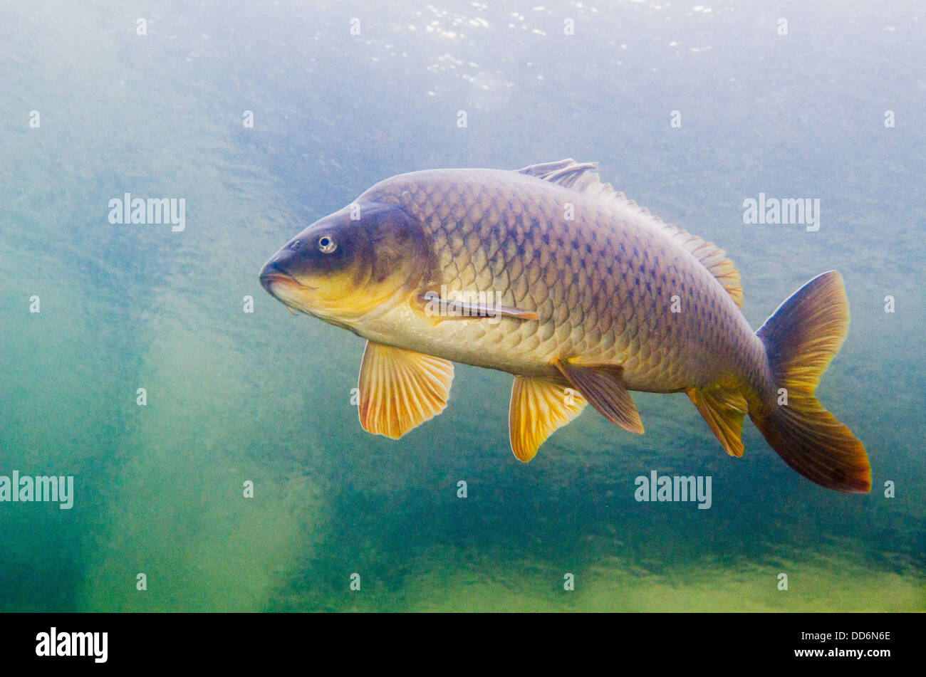 La carpa comune pesci che nuotano vicino alla superficie dell'acqua. Foto Stock