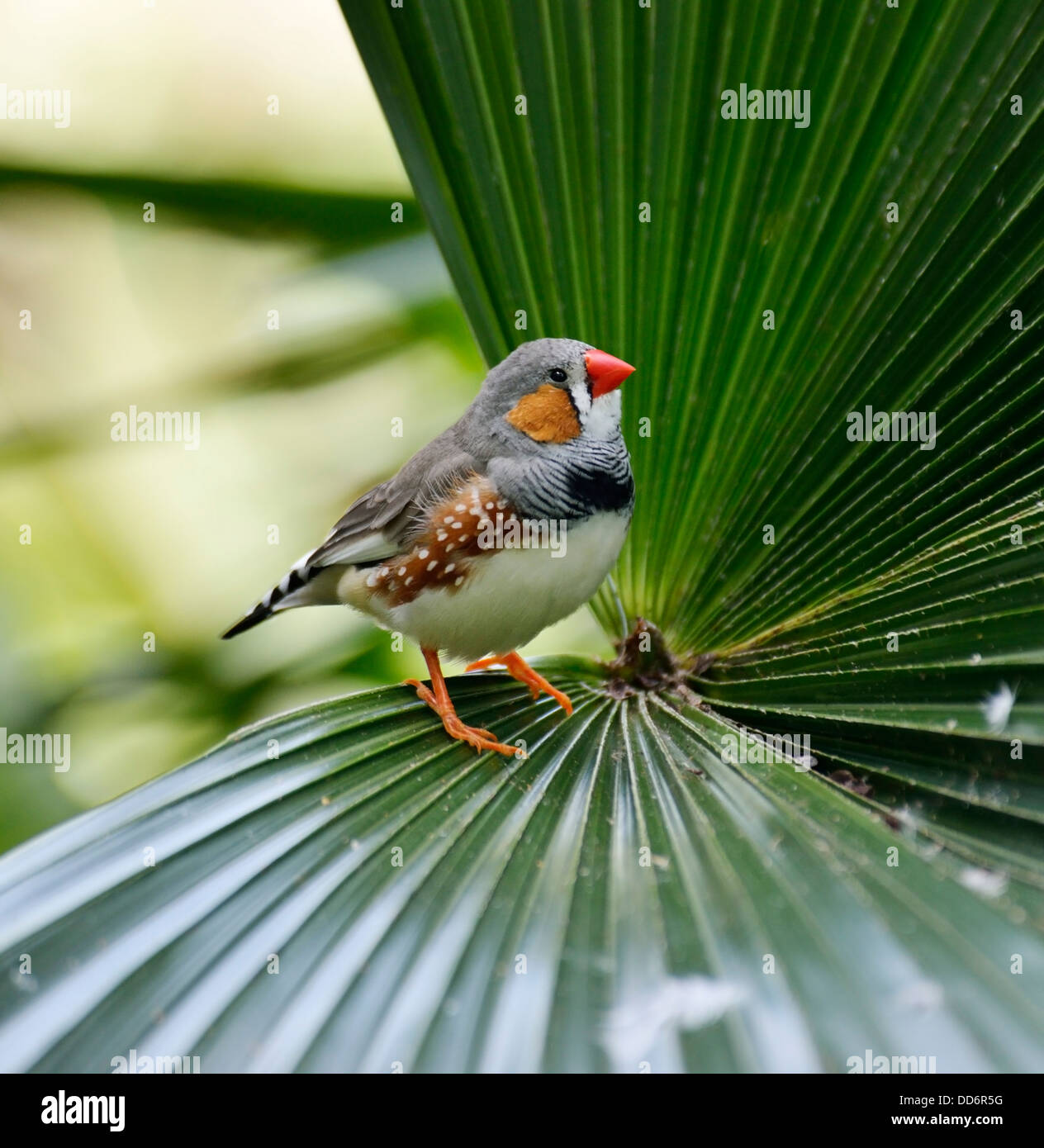 Zebra Finch seduto su una foglia di palma Foto Stock