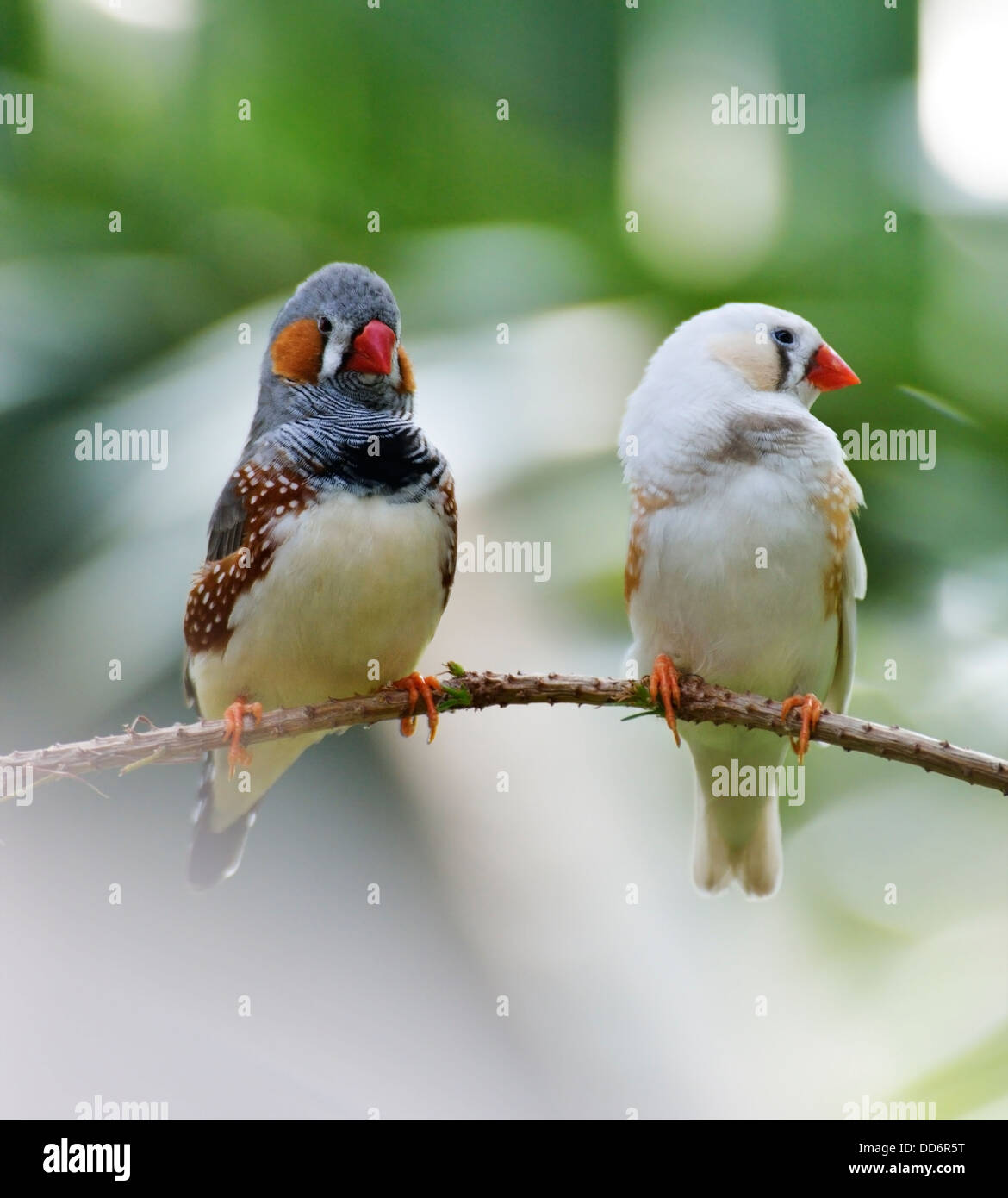 Zebra Finch uccelli seduto su un ramo Foto Stock