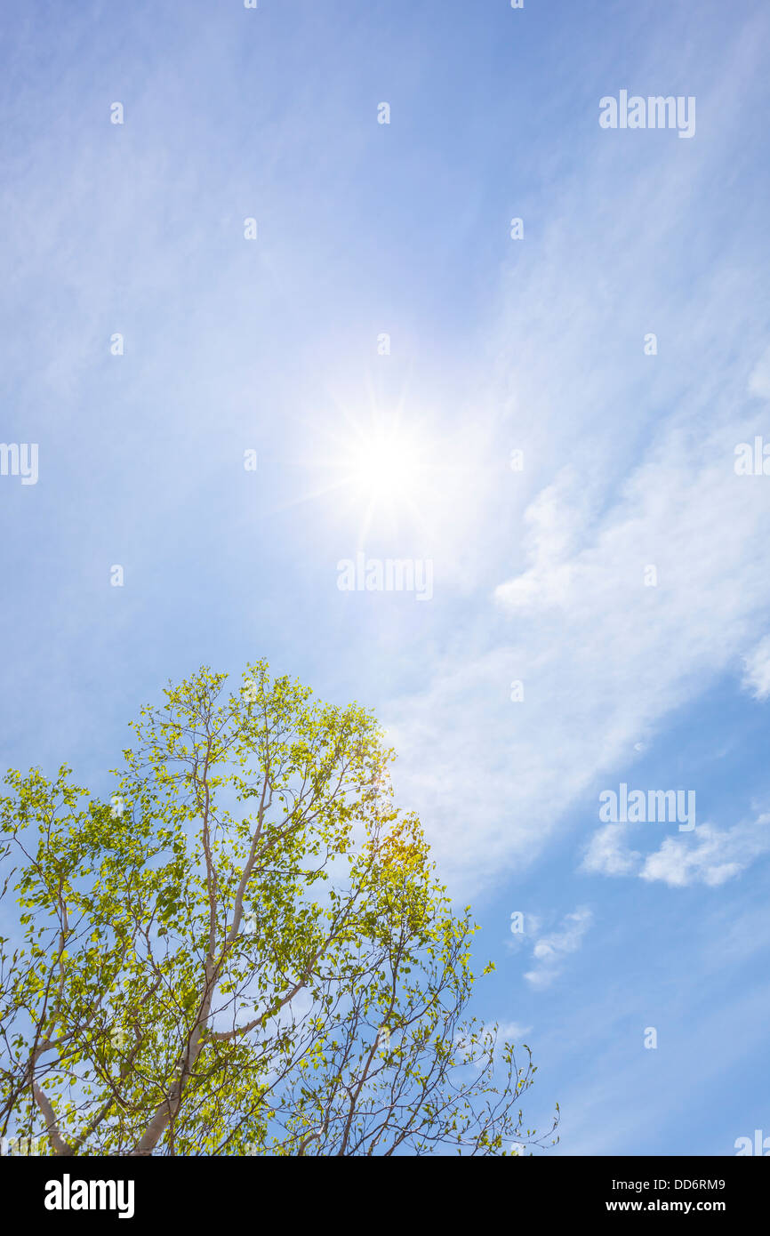 Betulla e cielo Foto Stock