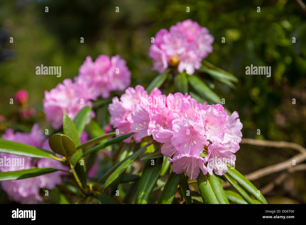 Fiori di rododendro Foto Stock