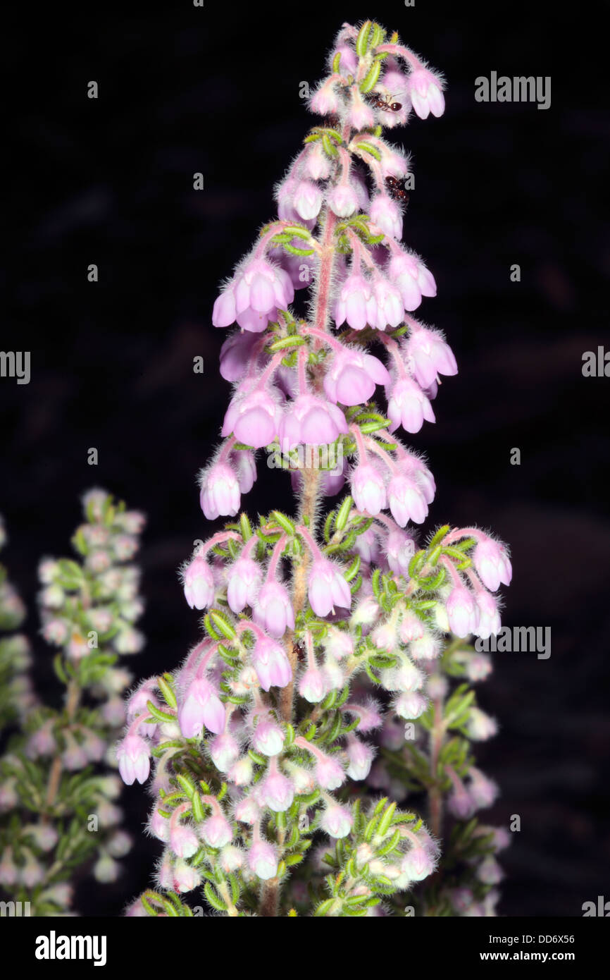 Erica chamissonis fiori appena apertura- Famiglia Ericaceae Foto Stock