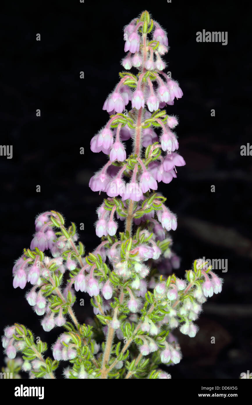 Erica chamissonis fiori appena apertura- Famiglia Ericaceae Foto Stock