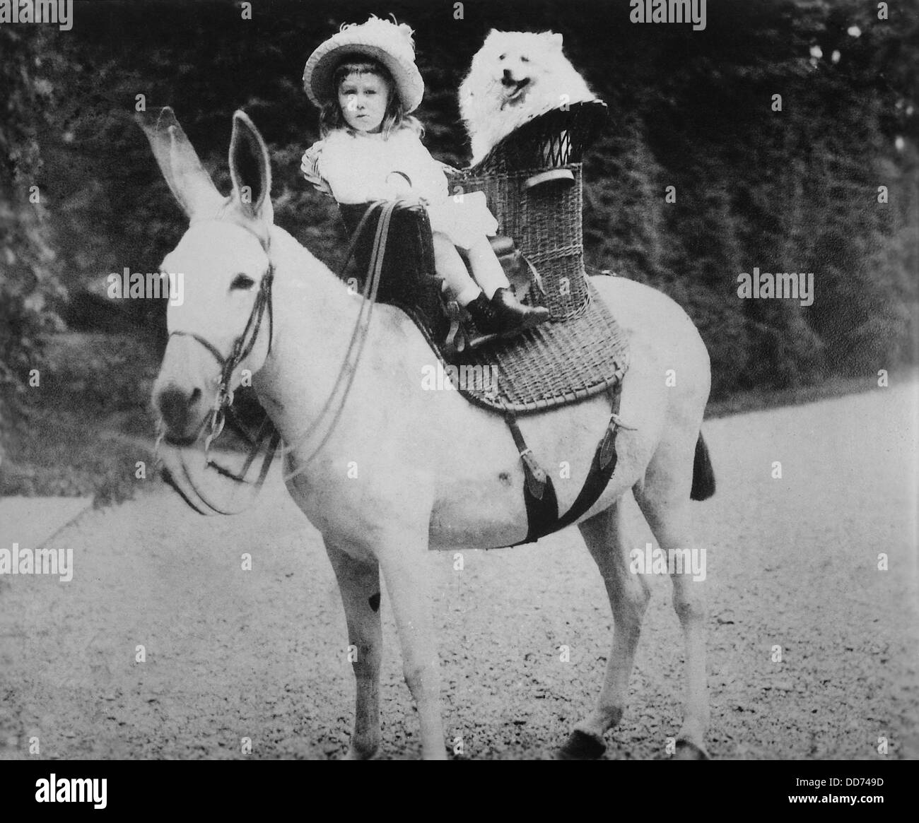 Franklin Roosevelt come un bambino seduto su un asino a Hyde Park. 1884. Egli corse in una sella basketry con un soffice bianco cane. Foto Stock