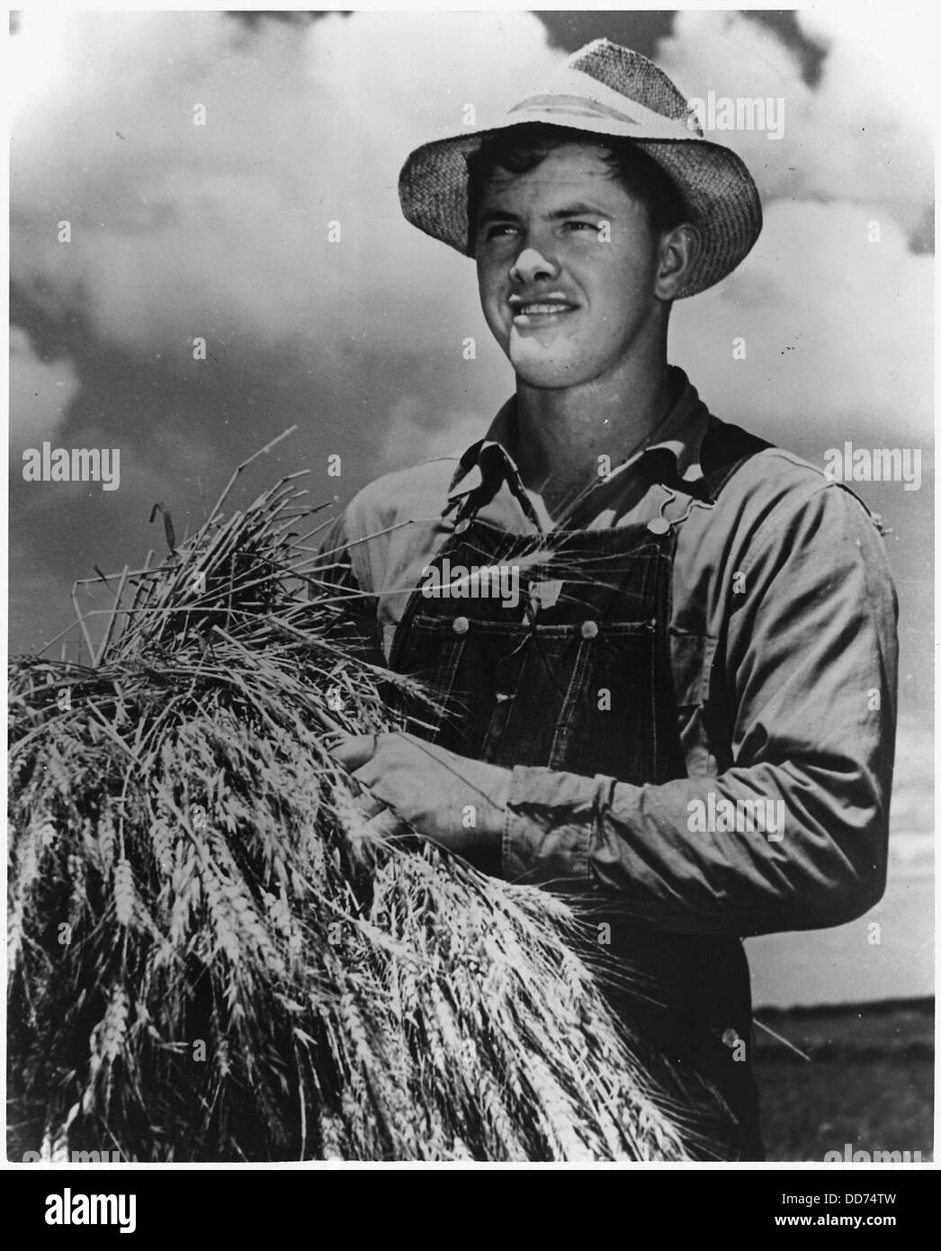 Alton Lee trasporta uno shock di grano attraverso gli ampi campi della fattoria Saugstad dove lavora dall'alba a lungo... - 196265 Foto Stock