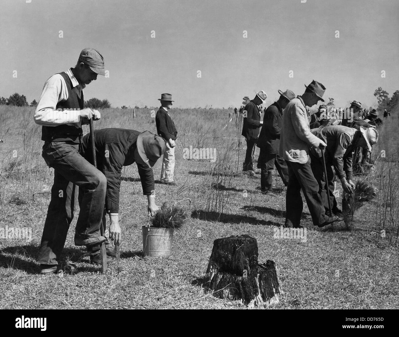 Conservazione civile Corps (CCC) piantare alberi, ca. 1935. Alcuni indossare cappelli indossati e tuta giacche, i resti delle loro bianca Foto Stock