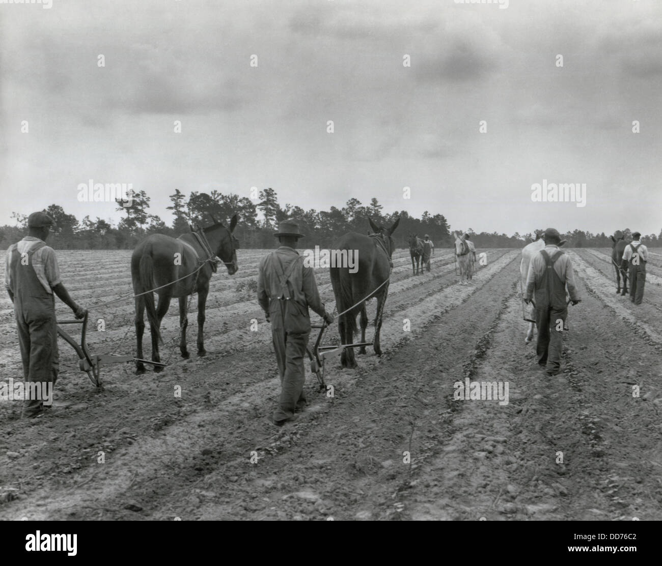 Gli afroamericani la coltivazione di cotone, Eastover, Carolina del Sud, 17 maggio 1932. Foto di George Ackerman. (BSLOC 2013 8 122) Foto Stock