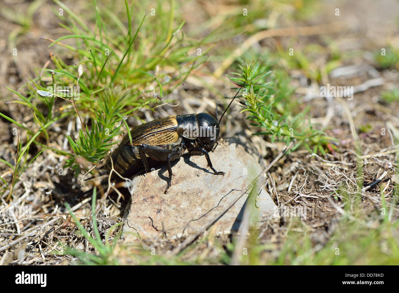 Campo Cricket (Gryllus campestris) specie in via di estinzione in declino e rosso-elencati in molti paesi dell Europa Aubrac - Francia Foto Stock