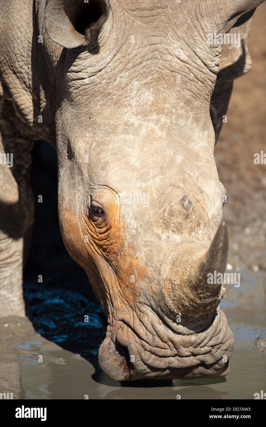 Rinoceronte bianco (Ceratotherium simum) bere, Mkhuze Game Reserve, iSimangaliso Wetland Park, Sud Africa Foto Stock