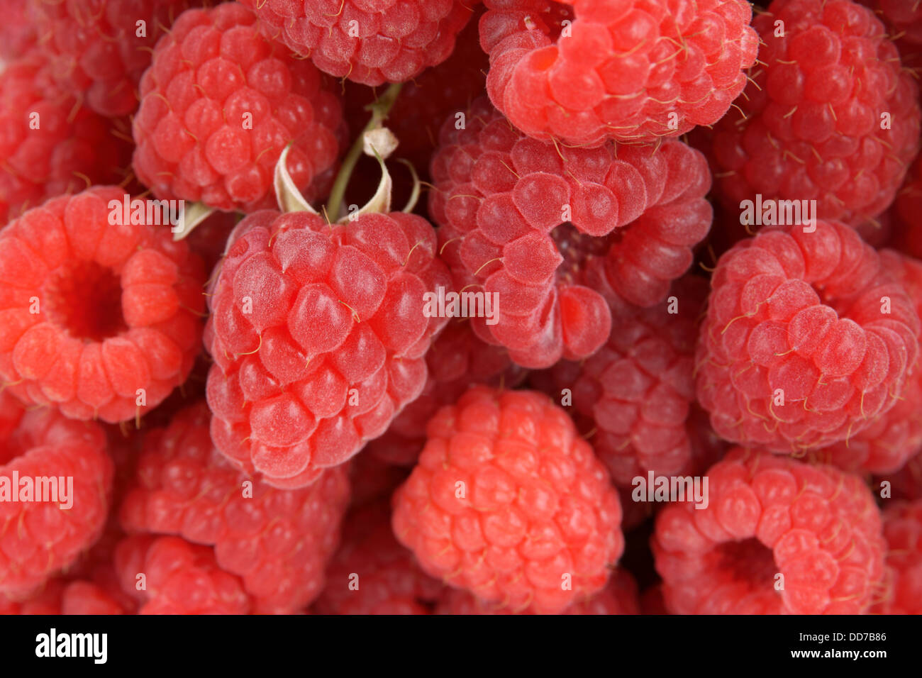 Lamponi freschi appena raccolti in stretta fino Foto Stock