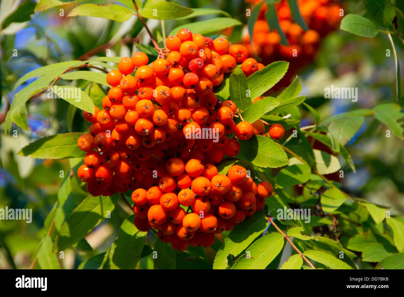 Rosso delicato pomes per uccelli Foto Stock