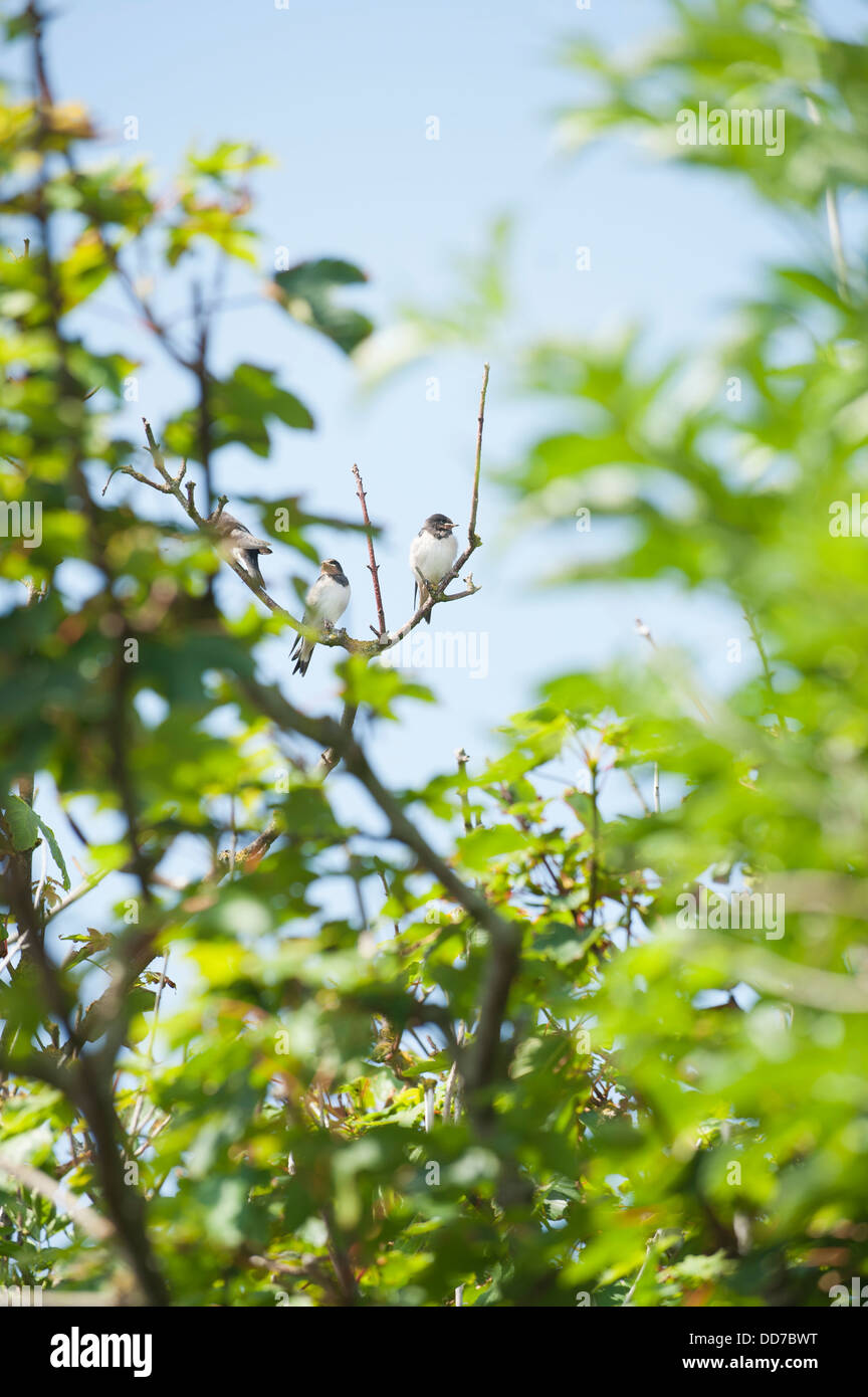 Recentemente fledged rondini, Hirundo rustica, Skokholm, Regno Unito Foto Stock