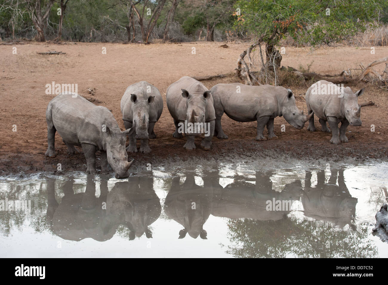 Rinoceronte bianco (Ceratotherium simum) bere, Mkhuze Game Reserve, iSimangaliso Wetland Park, Sud Africa Foto Stock