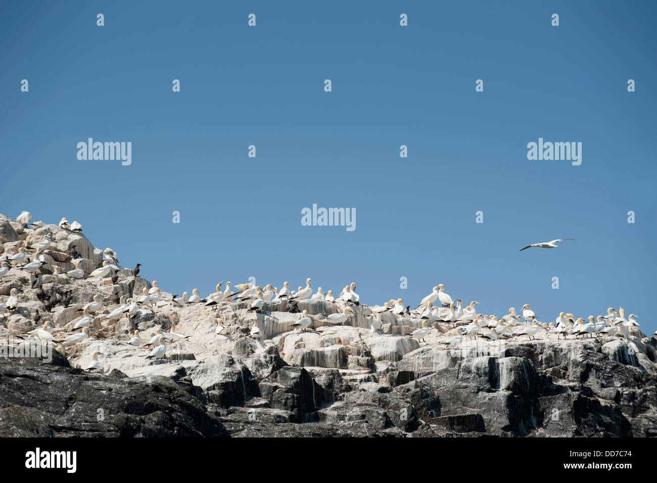 Colonia di Sule, Morus bassanus, nesting sull isola di Grassholm, South Pembrokeshire, Wales, Regno Unito Foto Stock