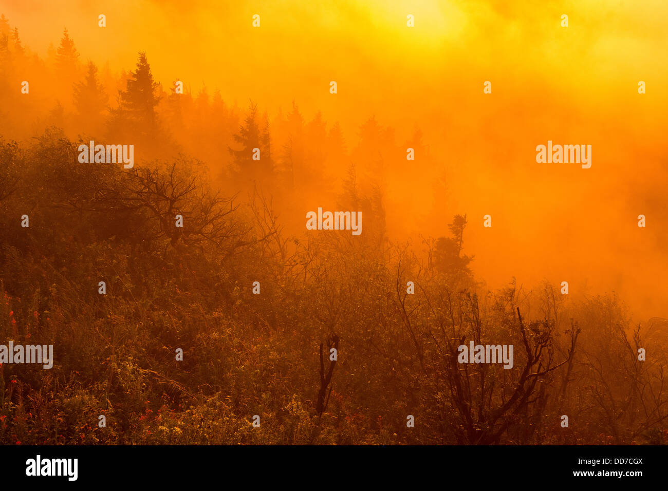 Bush, boccole, forestali, legni, arancio, nebbia, foggy, albero, alberi, sunset Foto Stock