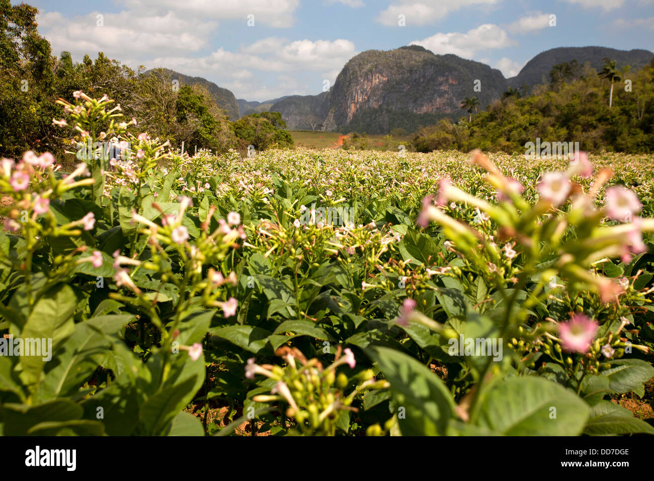 Paesaggio carsico con la fioritura campi di tabacco in Vinales Valley, Vinales, Pinar del Rio, Cuba, Caraibi Foto Stock