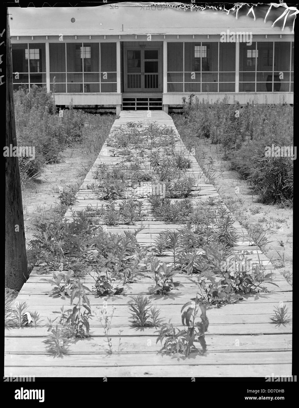 La chiusura del Jerome Relocation Center a Denson, Arkansas, segna un momento significativo nella storia. Le erbacce avevano superato il sito, simboleggiando l'abbandono del campo di internamento dopo la seconda guerra mondiale Foto Stock