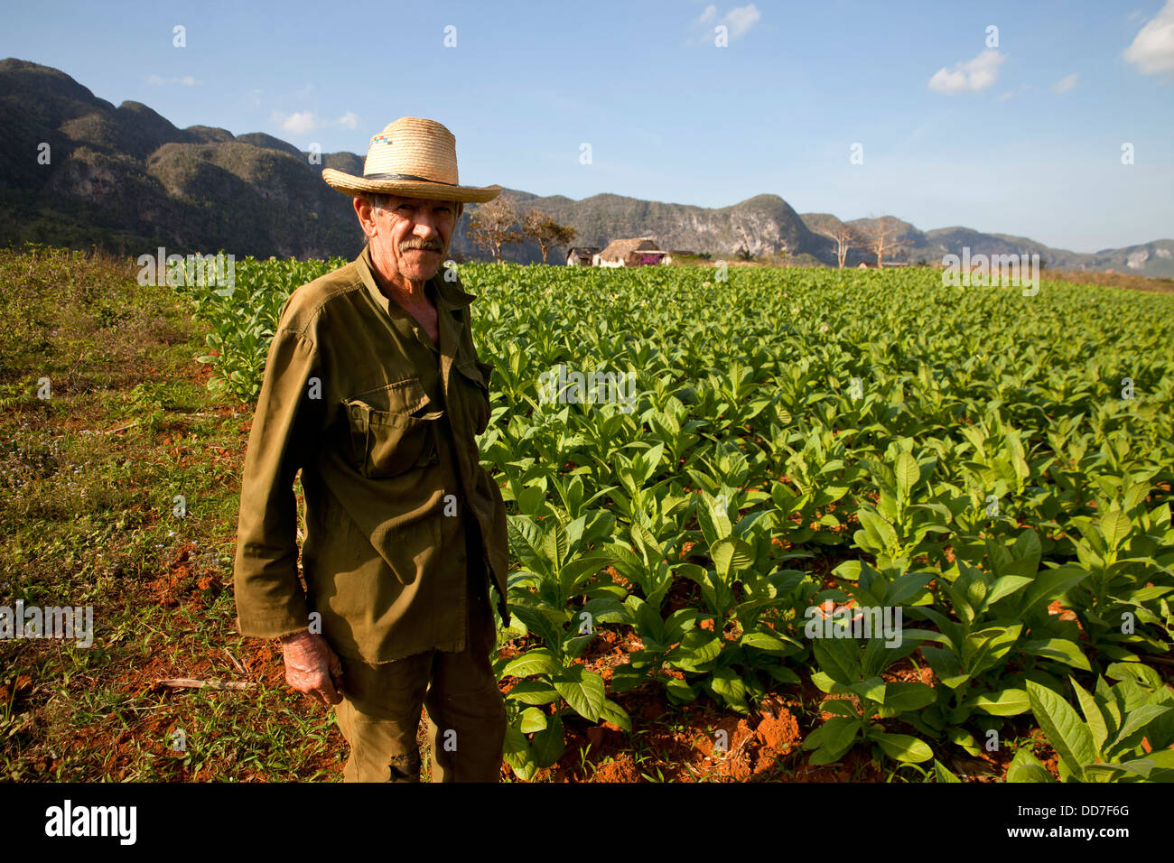 Coltivatore di tabacco e il suo campo di Vinales Valley, Vinales, Pinar del Rio, Cuba, Caraibi Foto Stock