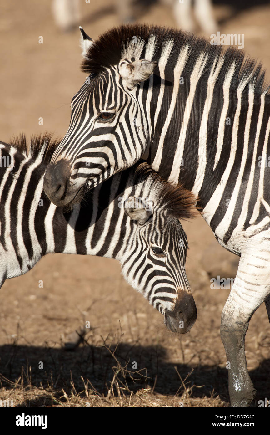 La Burchell zebra interazione (Equus burchellii), Mkhuze Game Reserve, iSimangaliso Wetland Park, Sud Africa Foto Stock