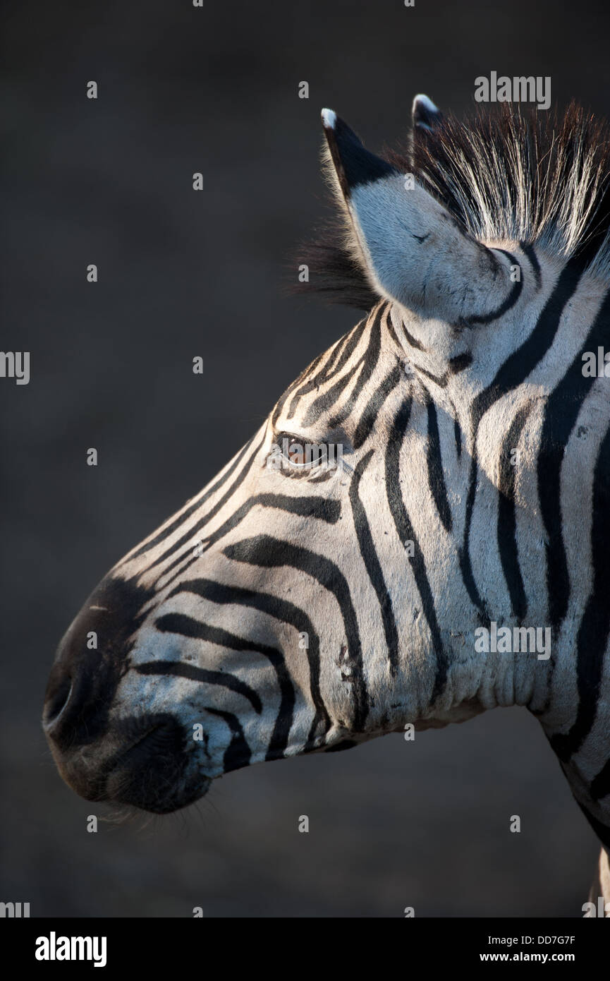 La Burchell zebra ritratto (Equus burchellii), Mkhuze Game Reserve, iSimangaliso Wetland Park, Sud Africa Foto Stock